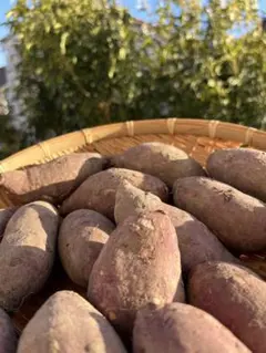 べにはるか　2ヶ月熟成　色んなサイズの詰め合わせ (農薬：栽培期間中不使用)