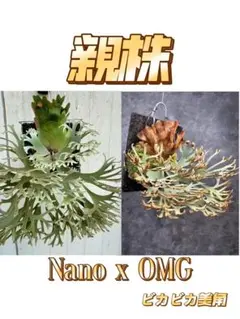 ビカクシダ OMG spore C】P. willinckii ´OMG´spore ビカクシダ