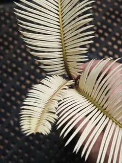 ザミア　斑入り　斑入り蘇轍　黄金蘇轍 メキシコザミア斑入り 斑入りザミア 斑入りソテツ 黄金ソテツ 斑入り