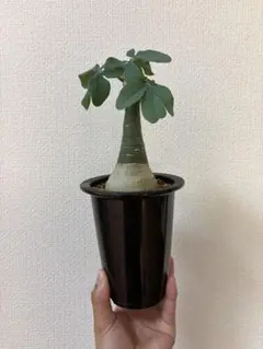 期間限定値下げ　アデニアグラウカ　大株 2025年最新】アデニア・グラウカの人気アイテム - メルカリ