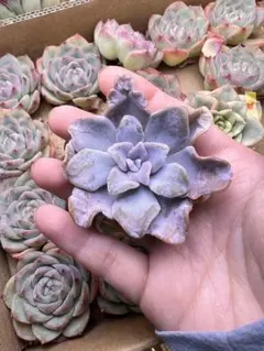 2025年最新】クリスペートビューティの人気アイテム - メルカリ