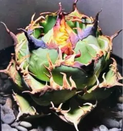 2025年最新】アガベ 黒鯨の人気アイテム - メルカリ