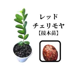 2025年最新】赤釈迦頭の人気アイテム - メルカリ