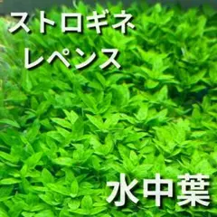 스트로진 리펜스 5주