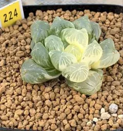 ハオルチア　丸窓大紫オブツーサ錦のサムネイル