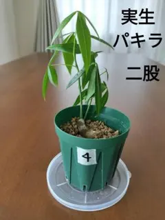 【セール】パキラ　斑入り　散り斑　No.001　鉢、送料込　メルカリ便 2025年最新】斑入りパキラ実生の人気アイテム - メルカリ