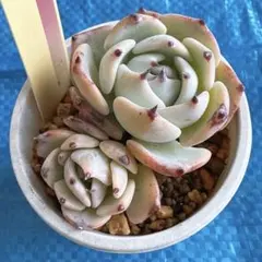 2025年最新】ミックスベリア 円の人気アイテム - メルカリ