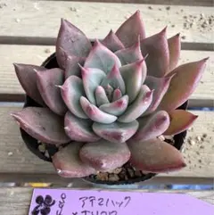 アテマハックxホリコロ