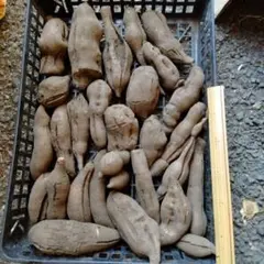 ヤーコン　箱込み　9.5kg　訳ありのサムネイル
