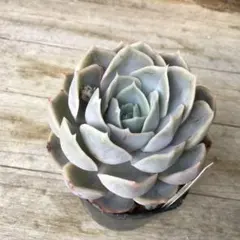 miroku様 リクエスト 2点 まとめ商品