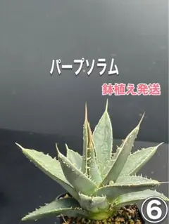 2025年最新】パープソラムの人気アイテム - メルカリ