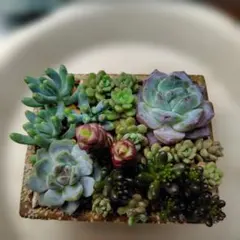 多肉植物☆クラウディアローズ エケベリア 寄せ植えセット☆抜き苗