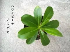 ゆーた様 リクエスト 3点 まとめ商品