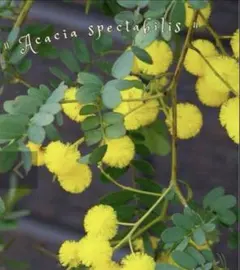 ✨プロフ確認！するニャン 様用✨Spectabilis 