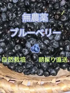 農家直送＝無農薬朝採りブルーベリー500g+aのサムネイル