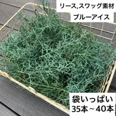 リース用　ブルーアイス カット生木15㎝35〜40本袋いっぱい