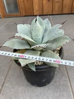 ホヤカーティシー中斑Hoya curtisii inner variegated - メルカリ