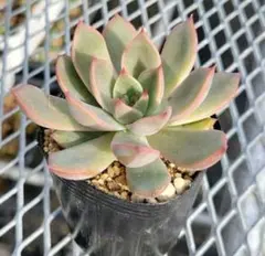 さとこ@ペットいます。様 リクエスト 3点 まとめ商品