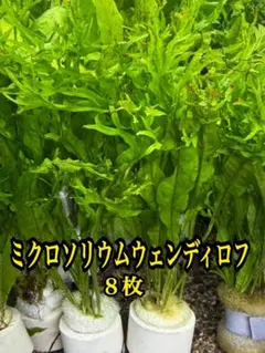 ミクロソリウム ウェンディロフ　８枚　水中葉　無農薬　メルカリ便のサムネイル