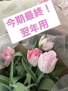 今期最終‼️チューリップ球根2球 水栽培（翌年用）のサムネイル