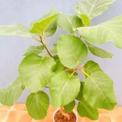 2026年最新】フィカス エベレストの人気アイテム - メルカリ