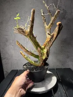 希少種 Commiphora wildii コミフォラ ワイルディ 大型株 - メルカリ