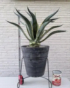 ★SHINKO様 リクエスト 3点 まとめ商品