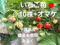 いちご苗10株+オマケ　千葉県産農薬未使用
