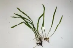 2026年最新】ミクロソリウムタイ産本ナローの人気アイテム - メルカリ