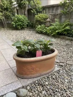 届いてすぐ飾れる】コーヒーの苗木（9本）テラコッタ鉢｜オシャレな