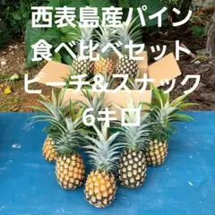 甘い樹実り完熟スナックパイン❣️生産量日本一の東村のパイナップル