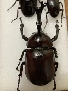 2026年最新】昆虫標本 カブトムシの人気アイテム - メルカリ
