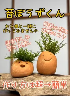 苔ぼうずくん作成キット