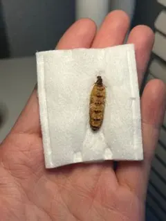 多肉植物 さいりん 札付き ポットごと ファームパルク - メルカリ