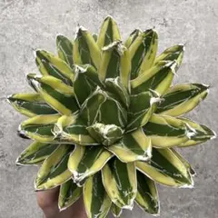 2026年最新】笹の雪 黄覆輪の人気アイテム - メルカリ