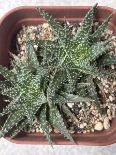 多肉植物 初雪 抜き苗 - メルカリ