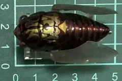 2025年最新】メガバス シグレの人気アイテム - メルカリ