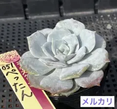 くぅちゃん様 リクエスト 2点 まとめ商品