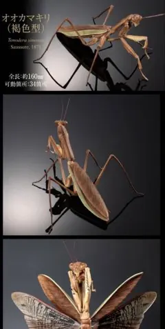 生き物大図鑑アドバンスカマキリ