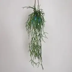 しなざうるす屋　リプサリス　フェイクグリーンのサムネイル