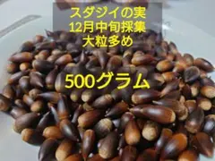 【どんぐり】スダジイの実 12月中旬採集 約500g 工作・ペットの餌等