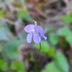 風花　かざはな様 リクエスト 2点 まとめ商品