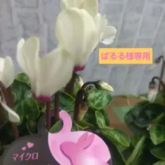 ぱるる様専用同梱商品⭐️黄色⭐️ゴールデンガール⭐️ゴールデンボーイ⭐️