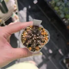 ギムノカリキウム 牡丹玉 サボテン 多肉植物のサムネイル