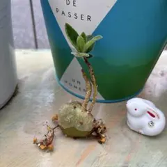 2025年最新】シンニンギアの人気アイテム - メルカリ