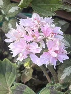 rikokoba様 リクエスト 3点 まとめ商品