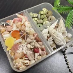 ✴︎貝殻詰合せ✴︎134