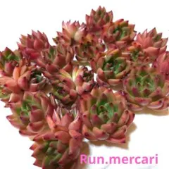 多肉植物　アンストーン Amazon.co.jp: アンストーン 多肉植物7.5㎝ポッ ト エケベリア 根付苗