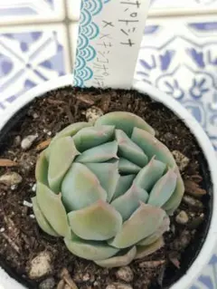 ♣ゆすら様 リクエスト 4点 まとめ商品