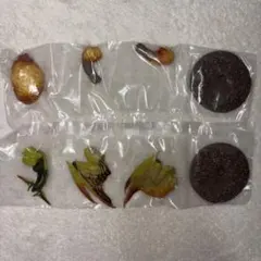 モンスターハンター 捕獲し隊4 レ•ダウ ドシャグマ 2個セット